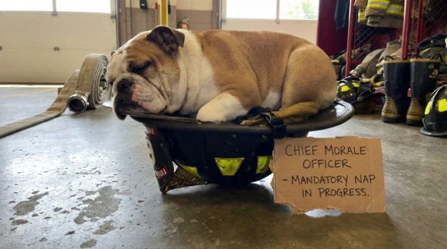 Station Dog Promoted to Lieutenant After 7 Years of Dedicated Napping